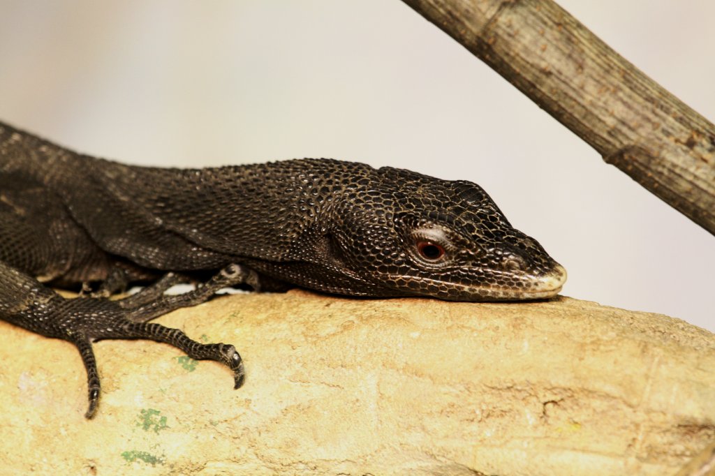 Beccars Waran (Varanus beccarii) am 25.9.2010 im Toronto Zoo.