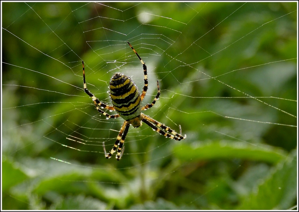 Bei einem Spaziergang am 17.09.2012 sah ich diese Wespenspinne (Argiope bruennichi)in ihrem Netz am Wegesrand. (Hans)