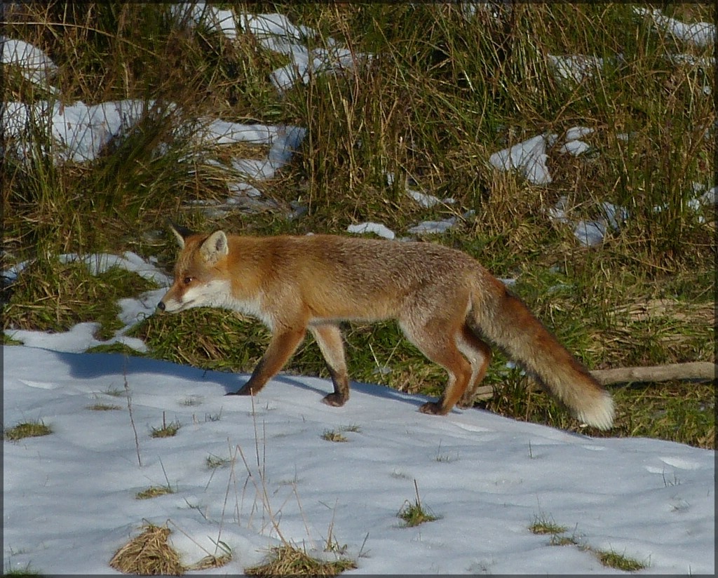 Bei einem Spaziergang endeckte ich auf einer Wiese diesen scheuen Rotfuchs (Vulpes vulpes). 21.02.2013 (Hans)