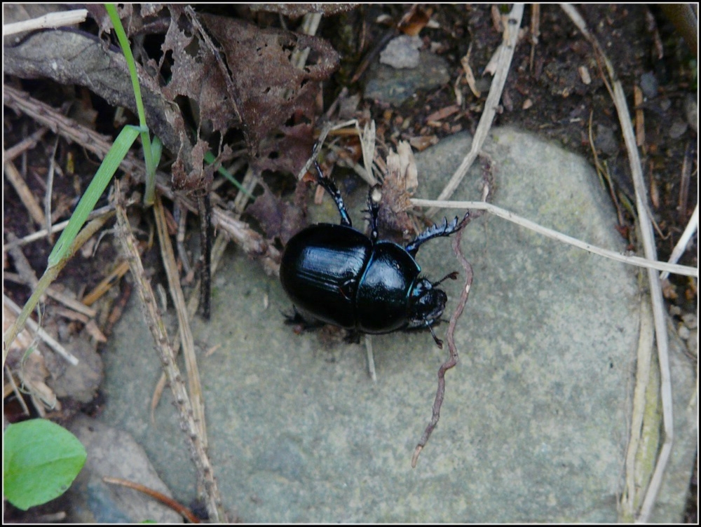 Bei einem Waldspaziergang lief mir dieser Kfer vor die Fe. 18.10.2008 (Jeanny)