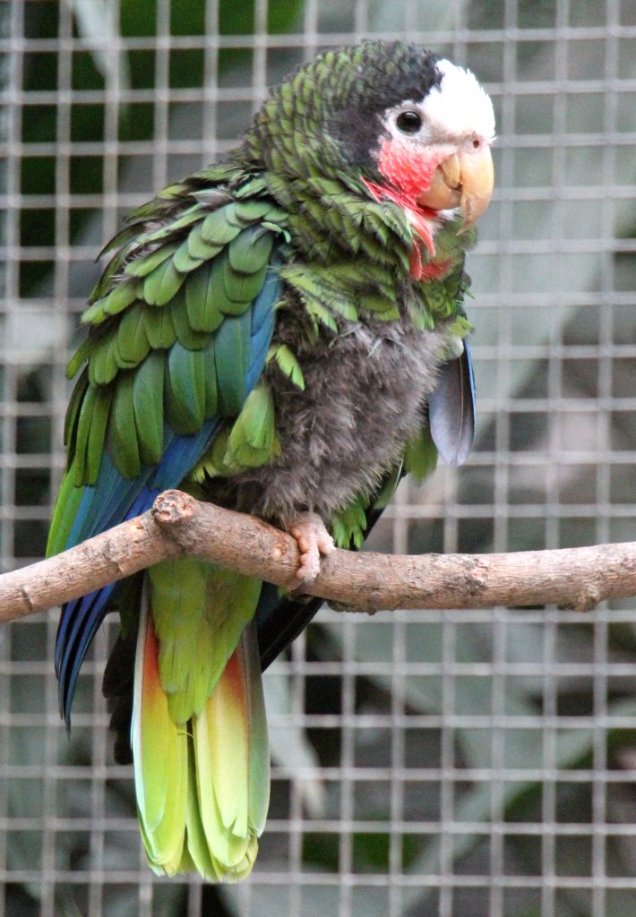 Bei dieser Kuba-Amazone (Amazona leucocephala leucocephala) hat die Mauser schon begonnen. Zoo Berlin am 25.2.2010.