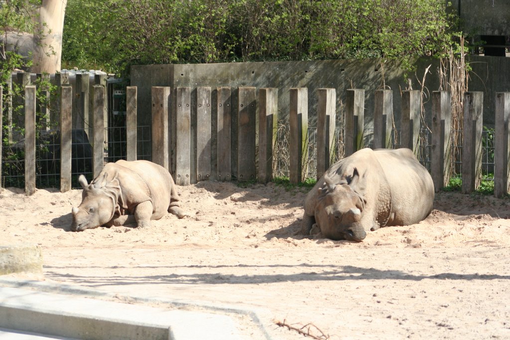 Bei den Panzernashrnern (Rhinoceros unicornis) wrmen sich Mutter- und Jungtier im Sand. Wilhelma 30.3.2008.