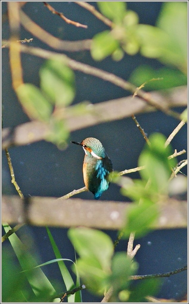 Beim Beobachten der anderen Vgel im Naturschutzgebiet Les Grangettes am Genfersee, sass er pltzlich nah unseres Unterstandes auf einem Baum:Der Eisvogel!
(01.07.2011)