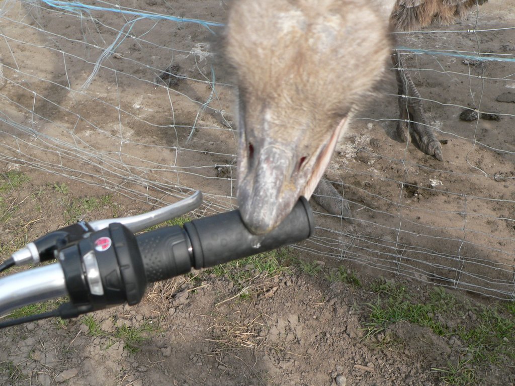 Beim Parken ist ein Abstand von mindestens einem Meter zu jedweden Strauen einzuhalten, sonst geschieht genau das. Bei Frstenwalde, 2005