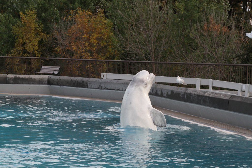 Beluga (Delphinapterus leucas) im Gesprch mit einer Heringsmwe. 3.10.2010 im Marineland in Niagara Falls,ON.