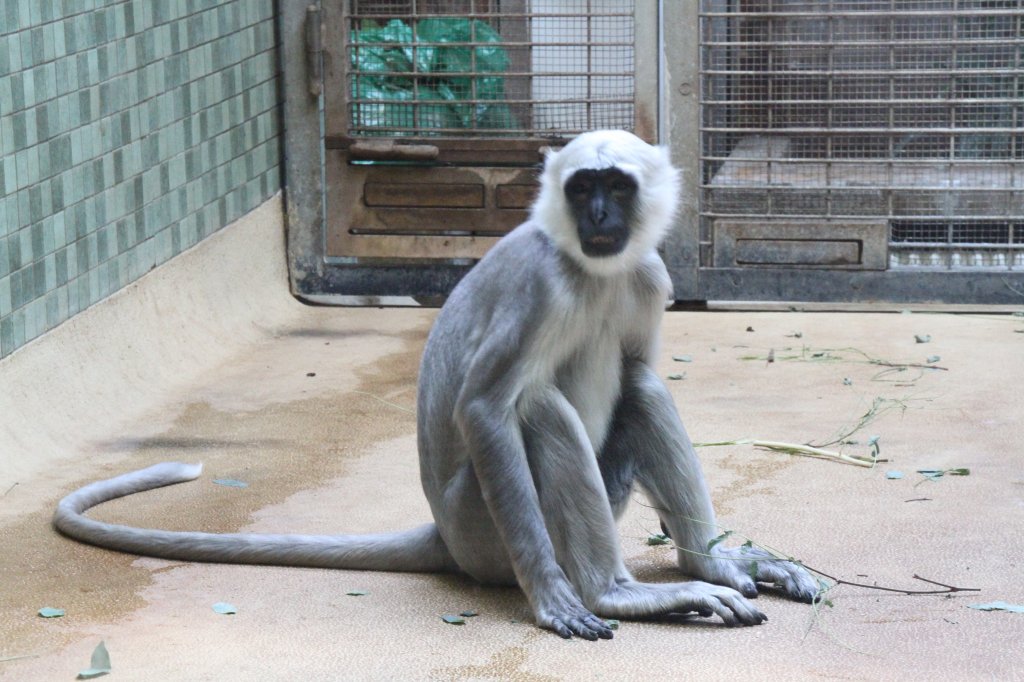 Bengalische Hanuman-Languren (Semnopithecus entellus) am 25.2.2010 im  Zoo Berlin.