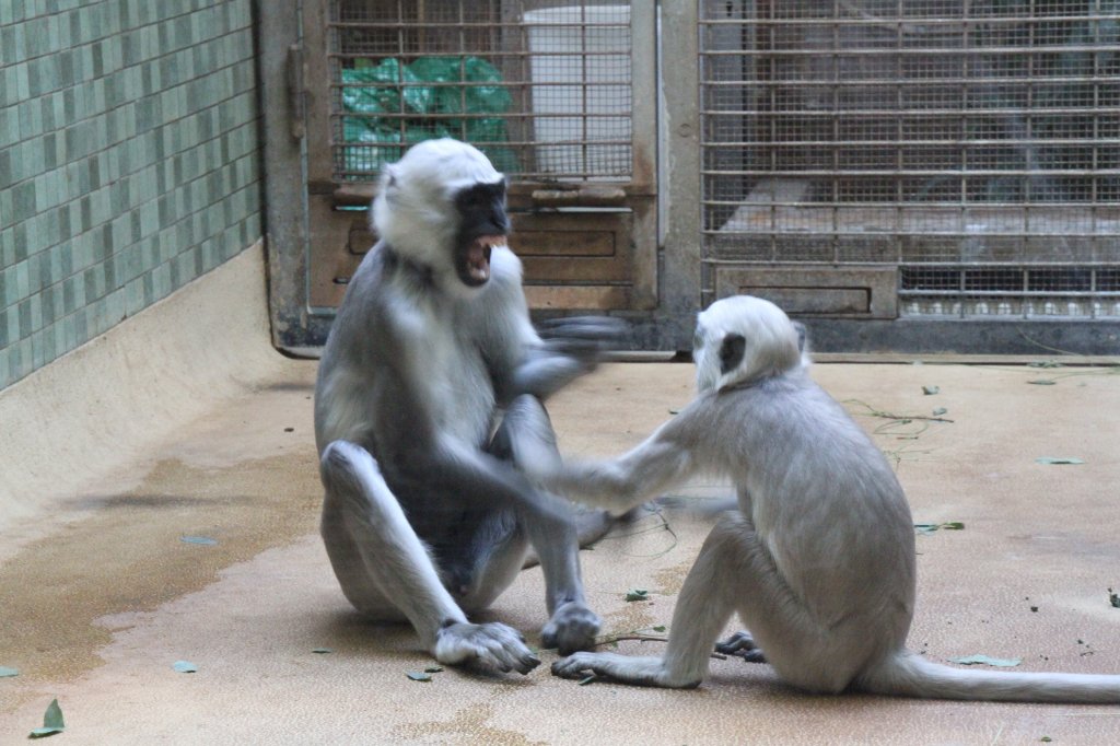 Bengalische Hanuman-Languren (Semnopithecus entellus) beim Austeilen von Ohrfeigen. Zoo Berlin am 25.2.2010.