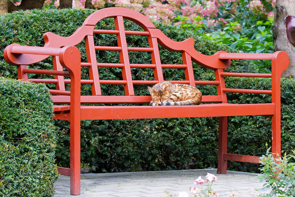 Bengalkatze -  Mini Leopard  Sando lsst sich im Botanischen Garten Christiansberg von den Besuchern beim Mittagsschlaf nicht stren. - 18.09.2012