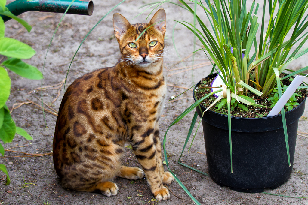 Bengalkatze - nachdem Sando sein Mittagsschlfchen beendet hat, sa er nur fr Sekunden still. - 18.09.2012 
