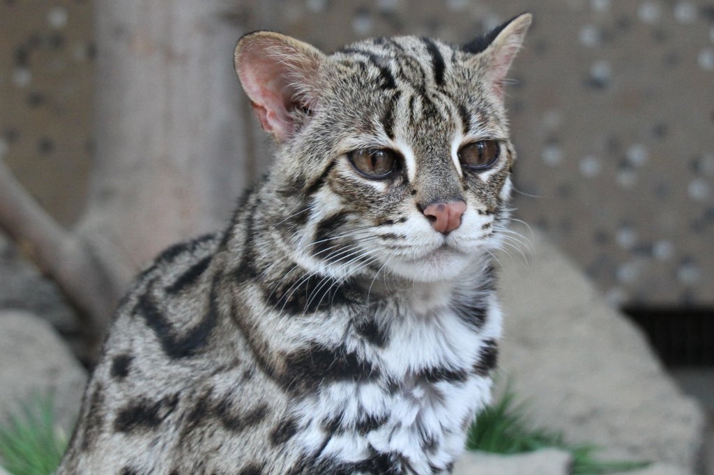 Bengalkatze (Prionailurus bengalensis bengalensis) am 18.4.2010 im Tierpark Berlin.