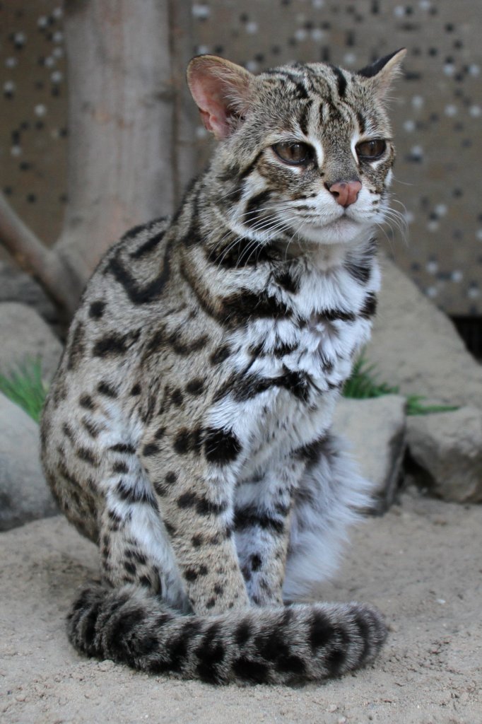 Bengalkatze (Prionailurus bengalensis bengalensis) am 18.4.2010 im Tierpark Berlin.