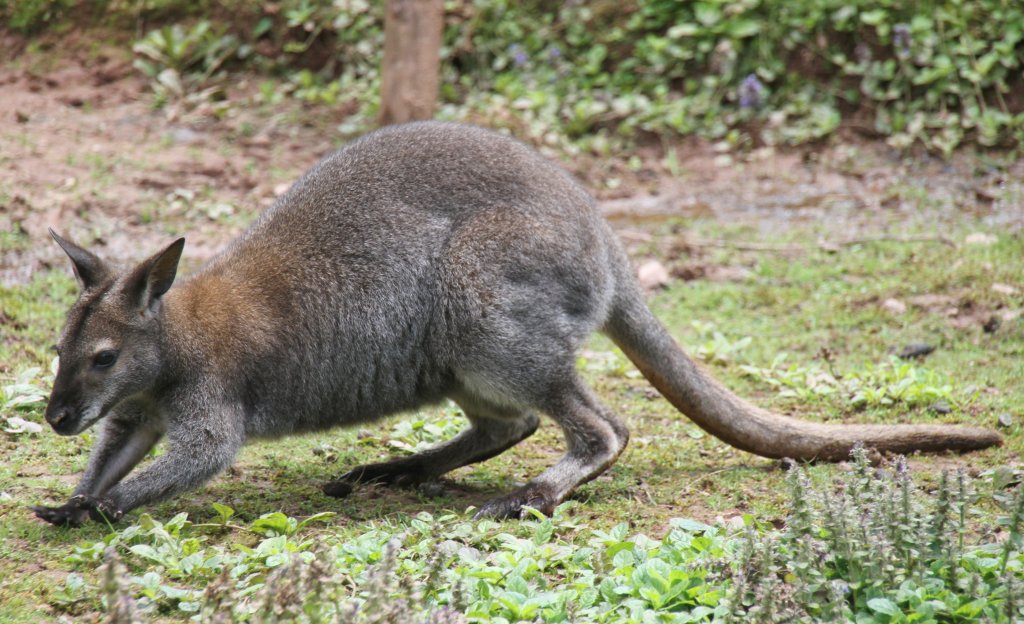 Bennettknguru (Macropus rufogriseus) am 4.6.2010 im Vogelpark Steinen.