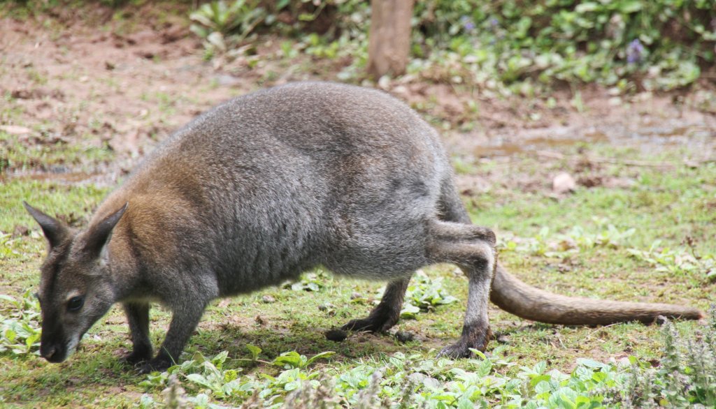 Bennettknguru (Macropus rufogriseus) am 4.6.2010 im Vogelpark Steinen.