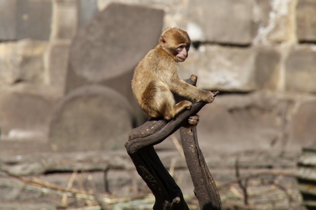 Berberaffe (Macaca sylvanus) im Tierpark Berlin.