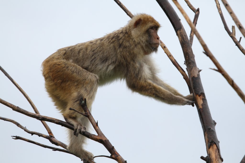 Berberaffe (Macaca sylvanus) versucht durch ste rtteln seine Machtstellung zu untermauern. Zoo Toronto am 13.9.2010.