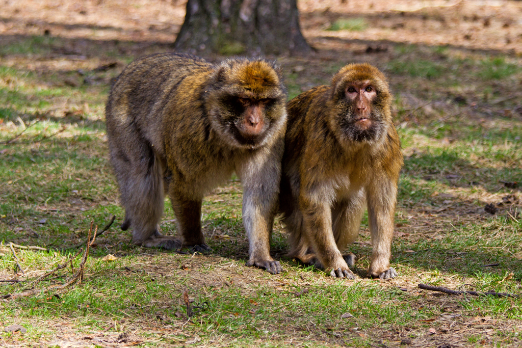 Berberaffe mit Blickkontakt im Tierpark Ueckermnde - 17.04.2011