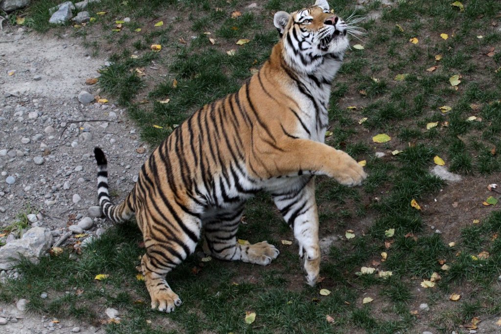 Bettelnder Sibirischer Tiger am 18.9.2010 im Zoo Sauvage de Saint-Flicien,QC.