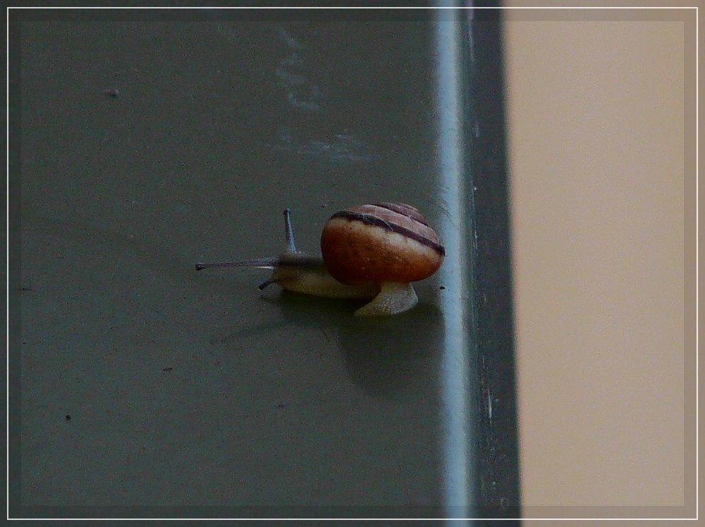 Bevor ich den Fotoapparat bereit hatte, hatte diese kleine Schnecke am Rand der Mauerkante schon kehrt gemacht. Am Morgen des 25.09.2011. 