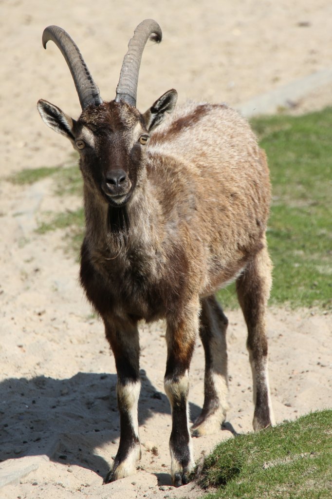 Bezoarziege (Capra aegagrus aegagrus) im Tierpark Berlin.