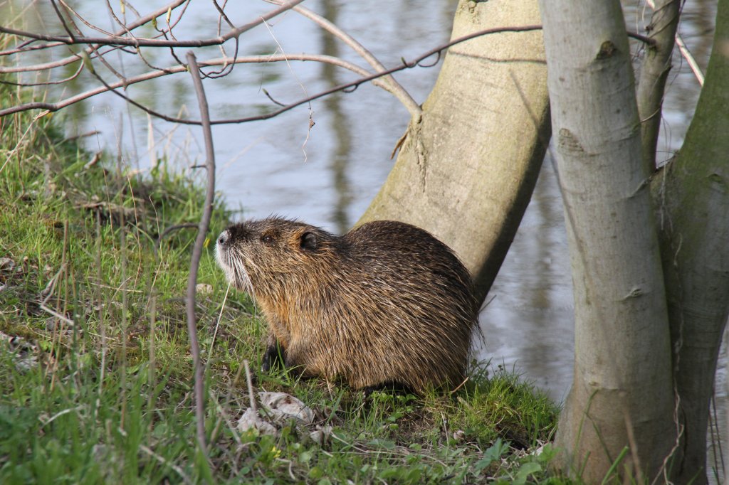 Biberratte oder auch Nutria (Myocastor coypus) am 28.4.2010 in Bad Sulza.