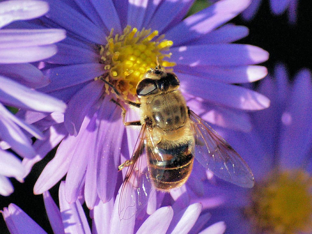 Biene auf Blte - 28.09.2008 (Umschichtung von Landschaftsfoto)