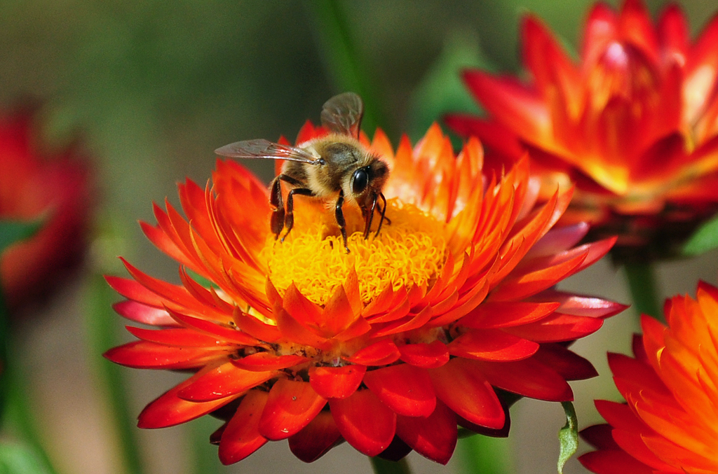 Biene auf Strohblumenblte - 04.08.2011