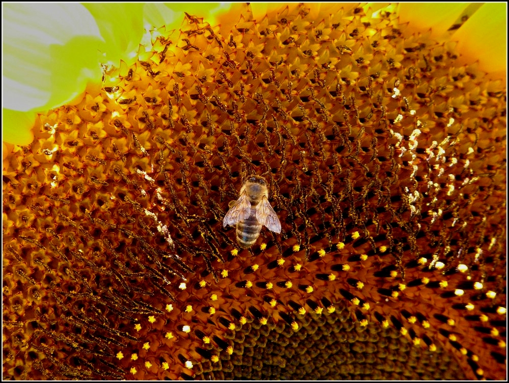 Biene bei der Nektarsuche auf einer Sonnenblume. 13.08.2010 (Jeanny)