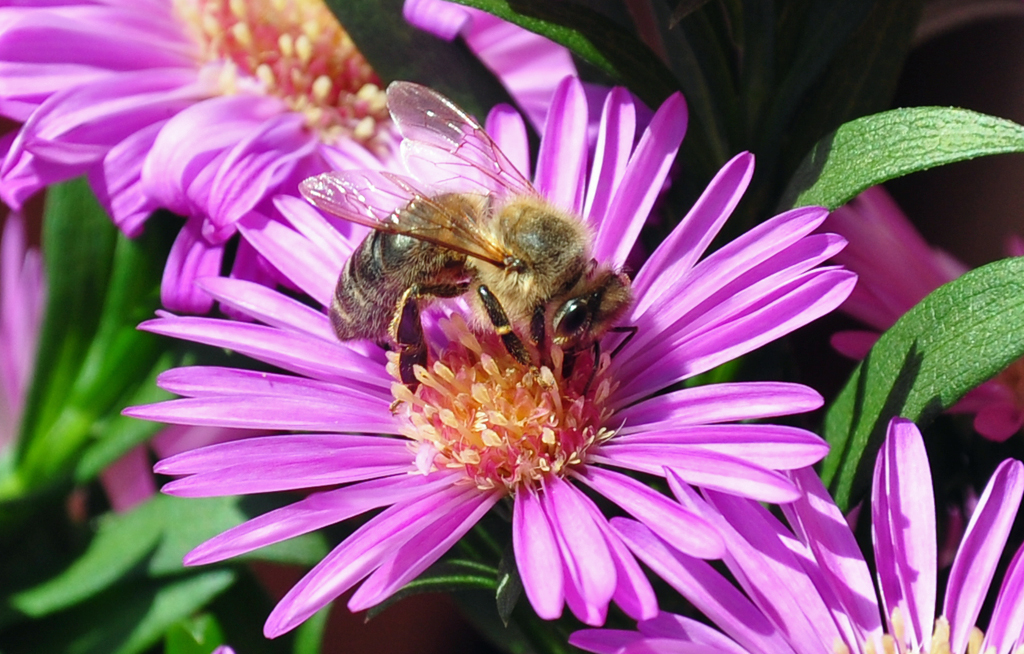 Biene beim Nektar sammeln auf einer Blte - 11.09.2010
