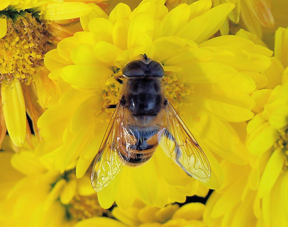 Biene beim sammeln von Nektar - 09.10.2008 (Umschichtung von Landschaftsfoto)