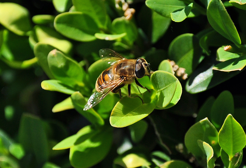Bienen-/Wespenart auf einem Blatt im heimischen Garten - 01.06.2011