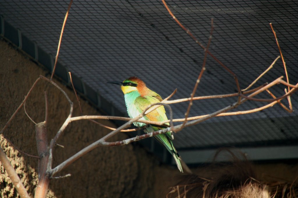 Bienenfresser (Merops apiaster) am 7.12.2009 im Zoo Dresden.