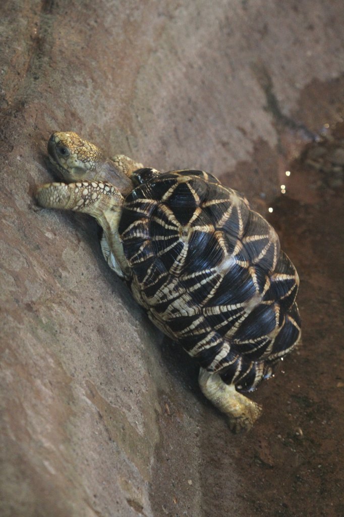 Birma-Sternschildkrte (Geochelone platynota) beim Versuch aus dem Wasser zu klettern. Toronto Zoo am 25.9.2010.