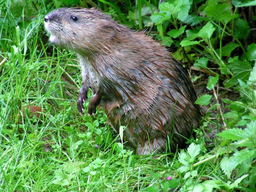 Bisamratte ist gerade vom Bachbett auf´s  Festland  gekommen, und glaubt alleine auf weiter Flur zu sein; 080711