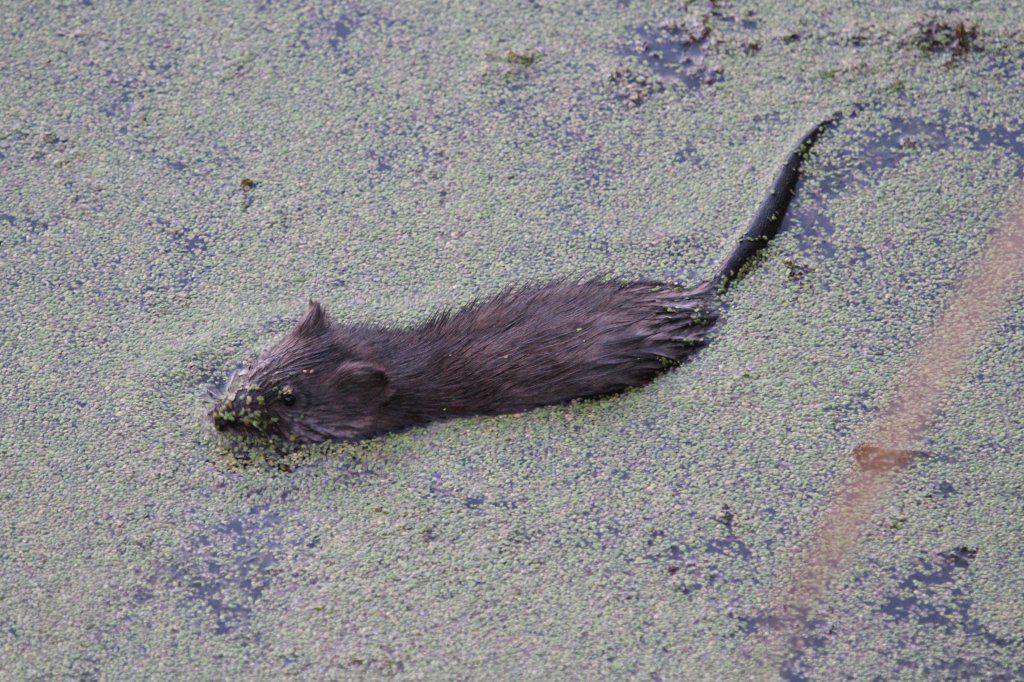 Bisamratte (Ondatra zibethicus) am 6.10.2010 in Burlington,ON.