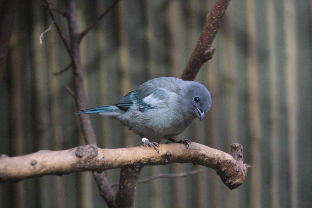 Bischofstangare oder auch Blaugraue Tangare (Thraupis episcopus) am 25.2.2010 im Zoo Berlin.