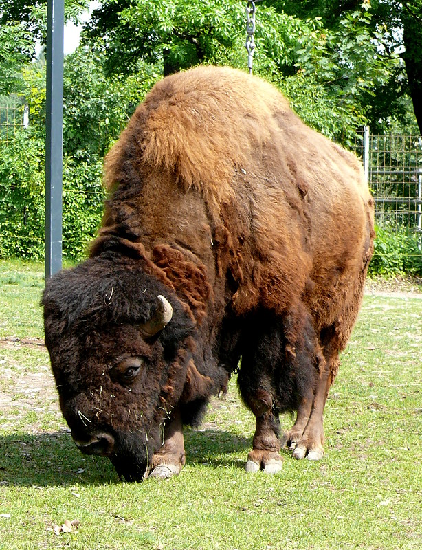 Bison am 09.05.2009 in Wilhelma/Stuttgart