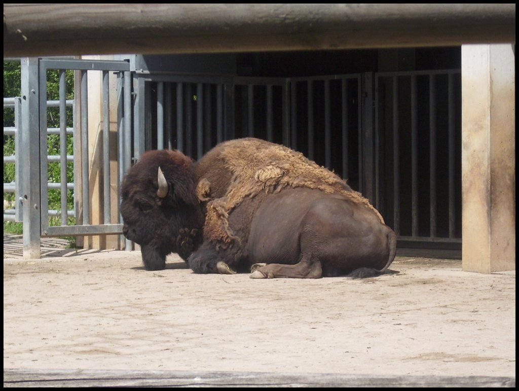 Bison in Erfurt.