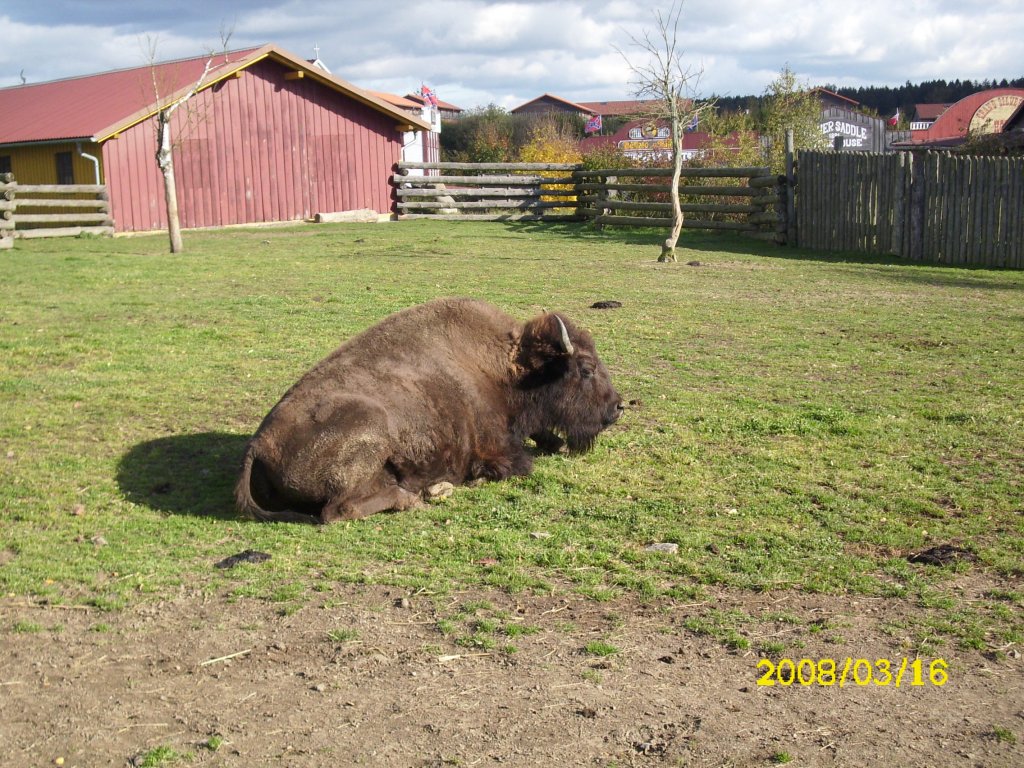 Bison in Pullman City am 16.03.2008