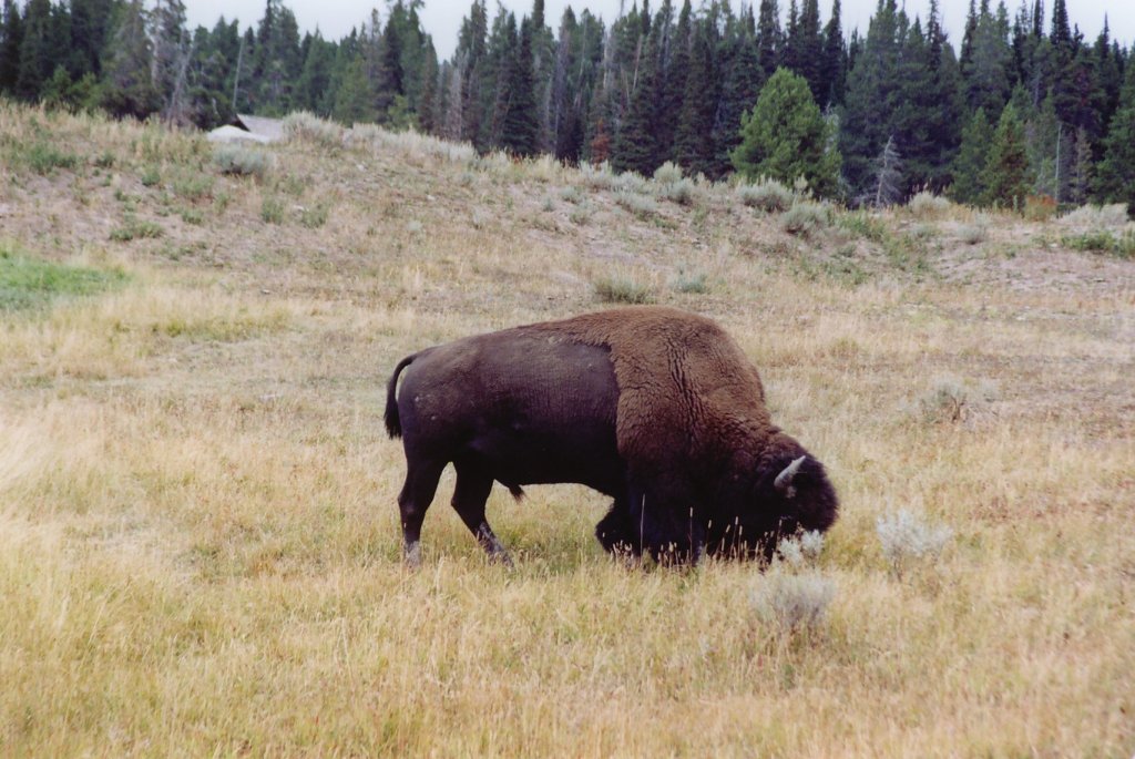 Bison im Yellowstone Nationalpark, Wyoming (13.03.2003)