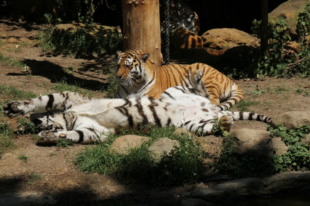 Bitte einmal kraulen! Sibirischer Tiger (Panthera tigris altaica) am 27.6.2010 im Leipziger Zoo.