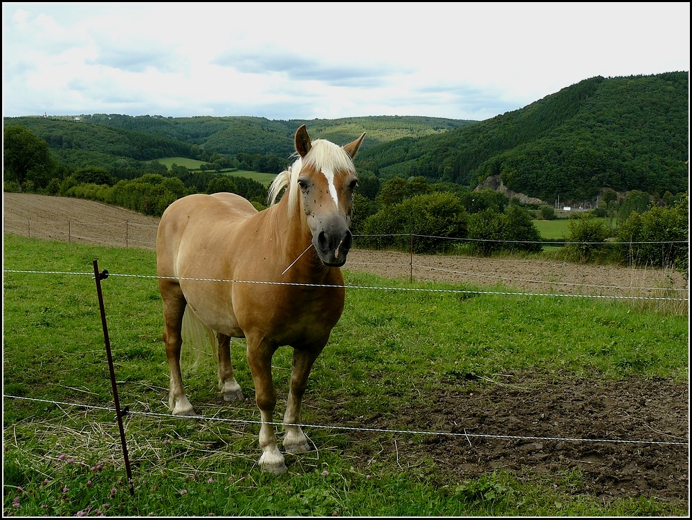 Bitte warten, ich stelle mich in Pose. 13.08.2010 (Hans)