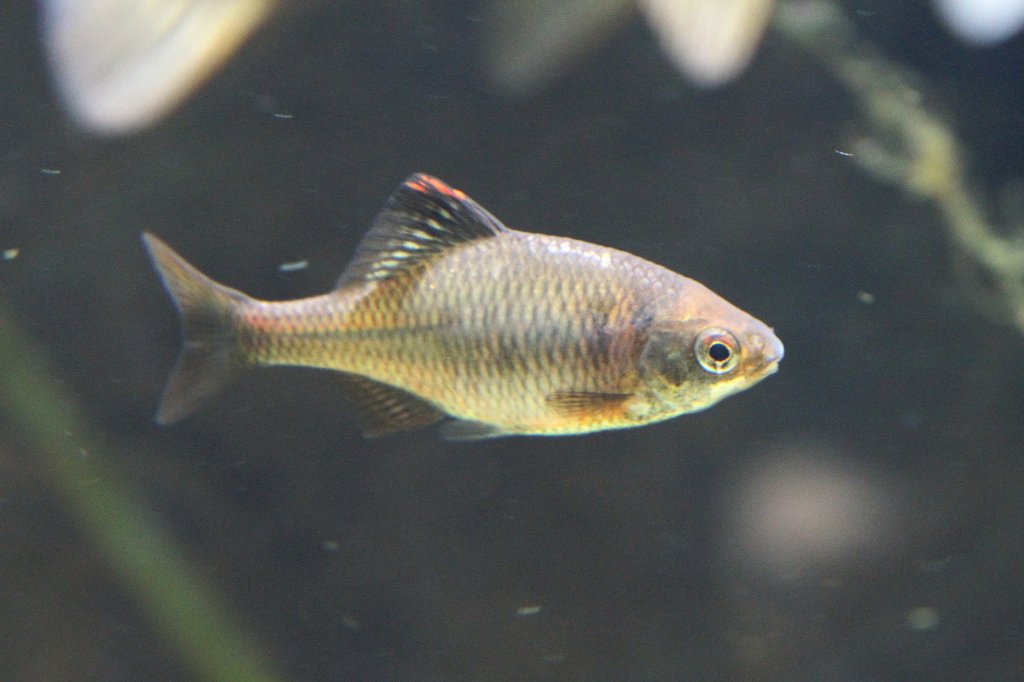 Bitterling (Rhodeus amarus) am 7.5.2010 im Exotarium Oberhof.