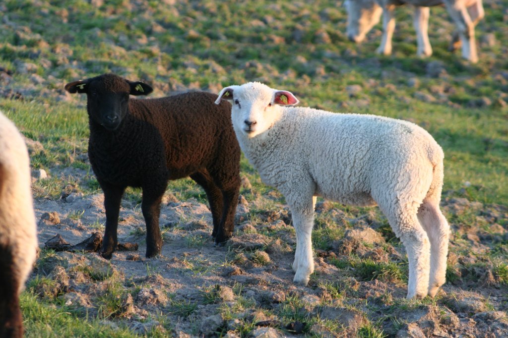  Black and White . Zwei Lmmer (Deutsches weikpfiges Fleischschaf) am 23.4.2008 am Hindenburgdamm.