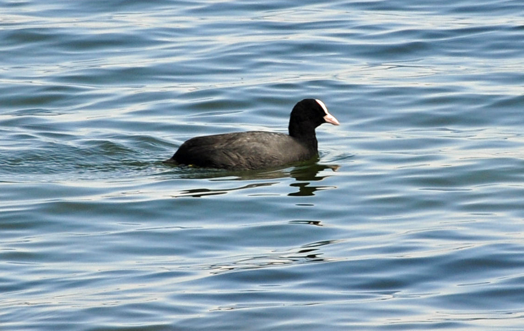 Blhuhn am Zlpicher See 17.04.2010