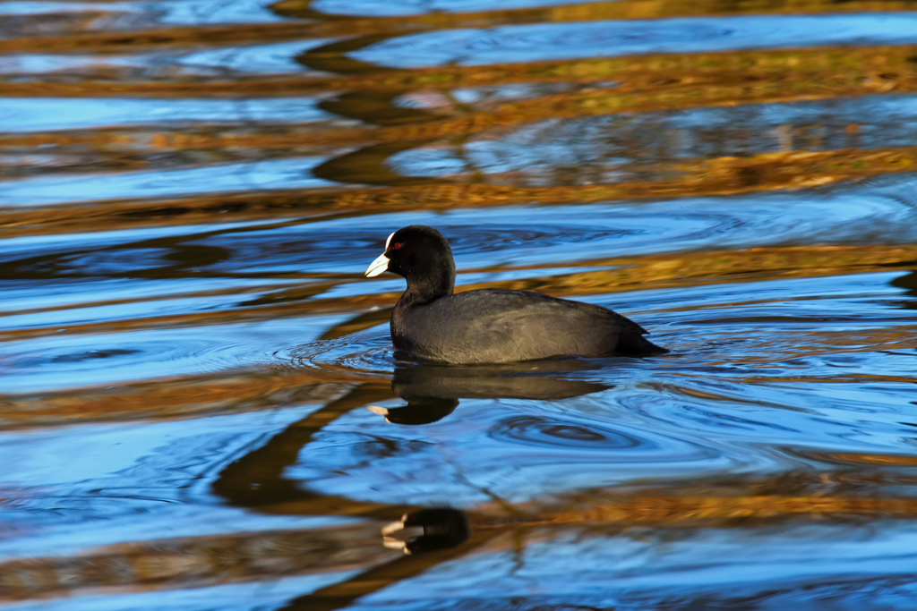 Blsshuhn auf dem Tollensesee. - 04.03.2013