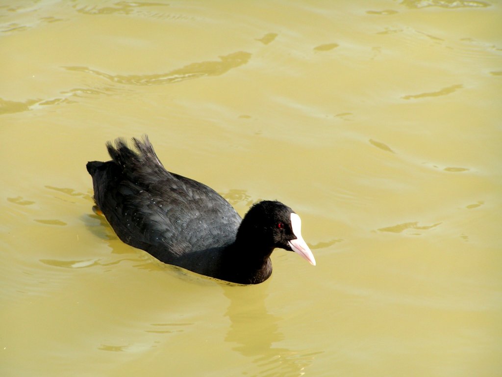 Blsshuhn in einem Teich der Autostadt (WOLFSBURG/Deutschland, 31.08.2005)