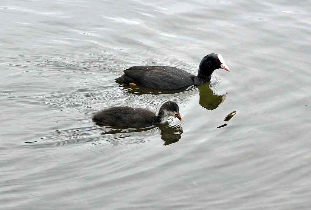 Blsshuhn mit Jungen am Laacher See - 21.06.2012