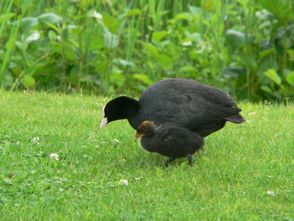 Blsshuhn mit Jungtier, Mai 2007 im Britzer Garten in Berlin.