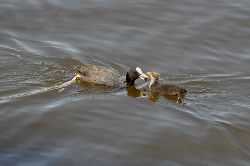 Blsshuhn mit Jungvogel auf der Alster (HAMBURG/Deutschland, 03.06.2011)