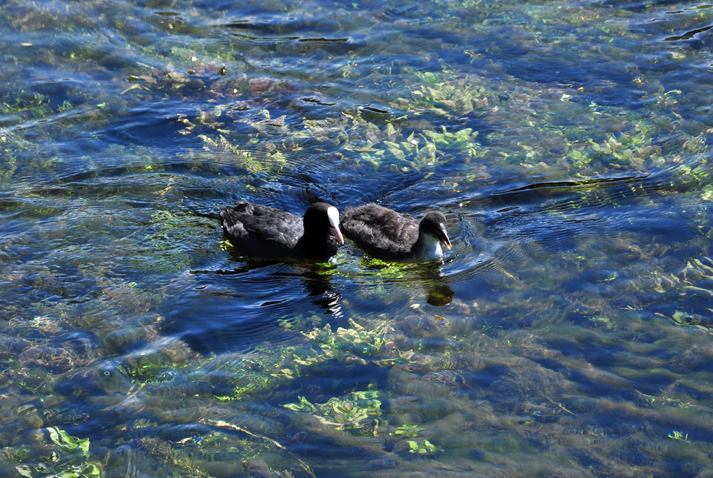 Blsshuhn mit Nachwuchs auf der Iller bei Fischen/Allgu - 16.07.2011